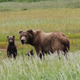Illustration for article titled Please Enjoy This Gallery Of Amazing Bear Photos